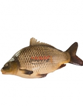 Bulgarian Carp